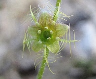 Mitella nuda