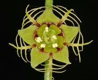 Mitellastra caulescens