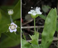 Moehringia macrophylla