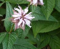 Monarda bradburiana