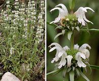 Monarda citriodora