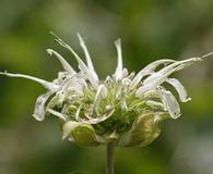 Monarda clinopodia