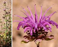 Monarda fistulosa