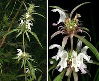 Monarda pectinata