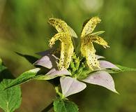 Monarda punctata