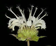 Monarda stipitatoglandulosa