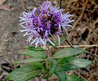 Monardella hypoleuca