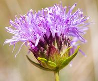 Monardella purpurea