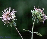 Monardella viridis