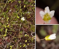 Mononeuria groenlandica