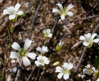 Mononeuria patula