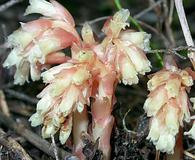 Monotropa hypopitys