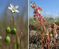 Montia linearis