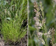 Muhlenbergia andina