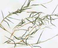 Muhlenbergia bushii