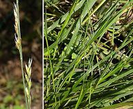 Muhlenbergia cuspidata