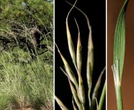 Muhlenbergia dubia