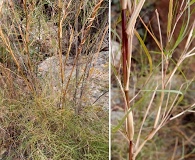 Muhlenbergia dumosa