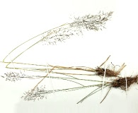 Muhlenbergia expansa