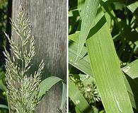 Muhlenbergia frondosa