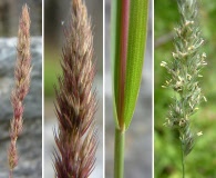 Muhlenbergia glomerata