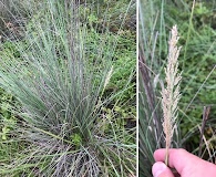 Muhlenbergia lindheimeri