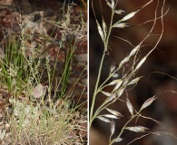 Muhlenbergia montana