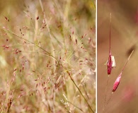 Muhlenbergia porteri