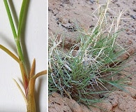 Muhlenbergia pungens