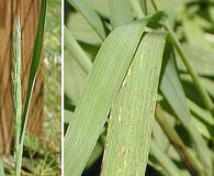 Muhlenbergia racemosa