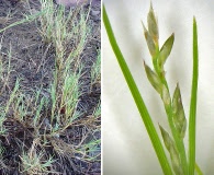 Muhlenbergia repens