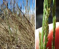 Muhlenbergia richardsonis