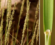 Muhlenbergia rigens