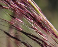 Muhlenbergia rigida