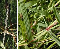 Muhlenbergia schreberi