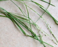 Muhlenbergia sobolifera