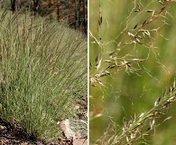 Muhlenbergia tenuifolia