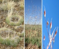 Muhlenbergia torreyi