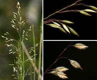 Muhlenbergia tricholepis