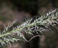 Muhlenbergia virescens