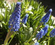 Muscari armeniacum