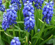 Muscari botryoides