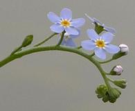 Myosotis arvensis