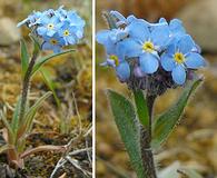 Myosotis asiatica