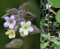 Myosotis discolor