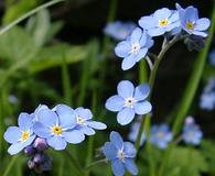 Myosotis scorpioides