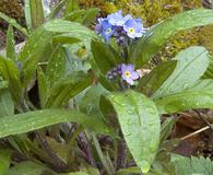 Myosotis sylvatica