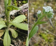 Myosotis verna