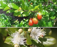 Myrcianthes fragrans