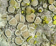 Myriolecis hagenii